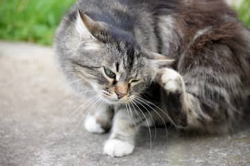 Kočičí blechy a příznaky – jak zlikvidovat blechy u koček?