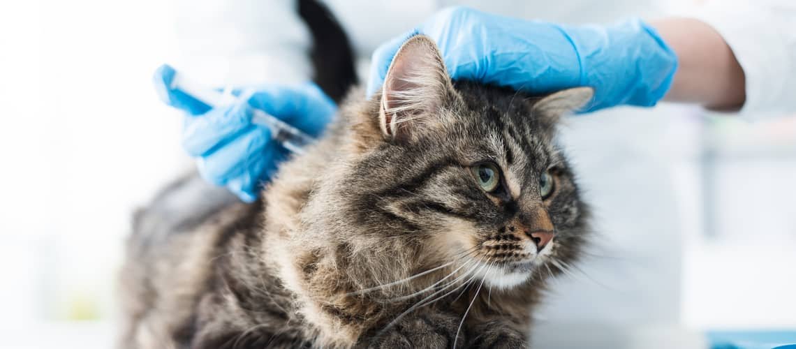 Očkování kočky