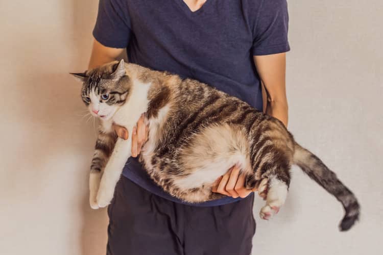Jak zjistit hmotnost kočky bez vážení