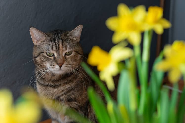 Jedovaté rostliny pro kočky – narcis