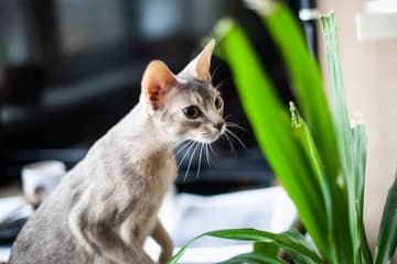 Jedovaté rostliny pro kočky – je aloe vera, calathea, dracéna, oleandr, modřenec a pilea jedovatá?