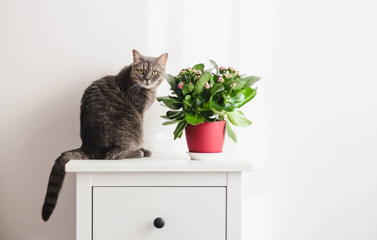 Jedovaté rostliny pro kočky – kalanchoe