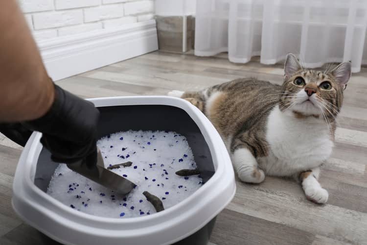 Kdy a jak čistit kočičí záchod?