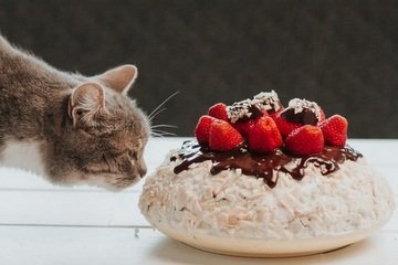 Co nemůže jíst kočka?