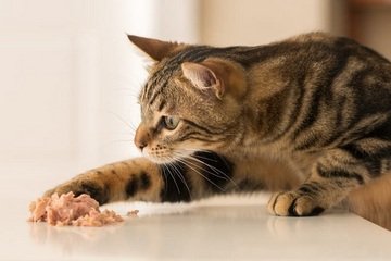 Kolik vydrží kočka bez jídla?