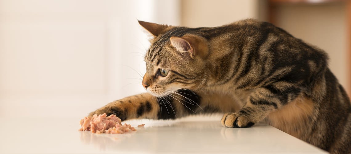 Kolik vydrží kočka bez jídla?