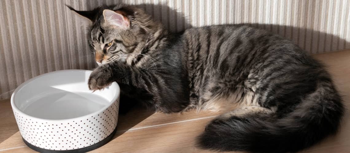 Kolik vydrží kočka bez vody?