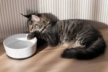 Kolik vydrží kočka bez vody?