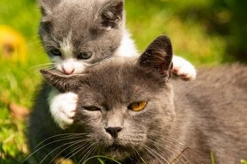 Kolik mláďat rodí kočka domácí?