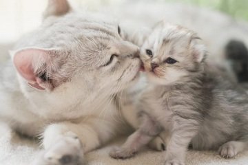 Kdy oddělit koťata od matky?