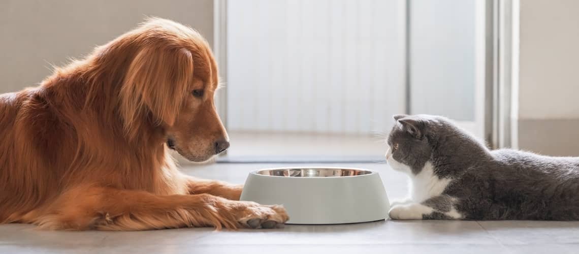 Může kočka jíst krmivo pro psy?