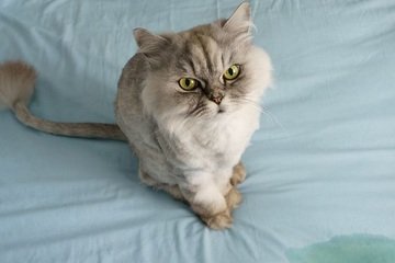Proč kočka čůrá do postele?
