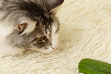 Proč se kočka bojí okurky?