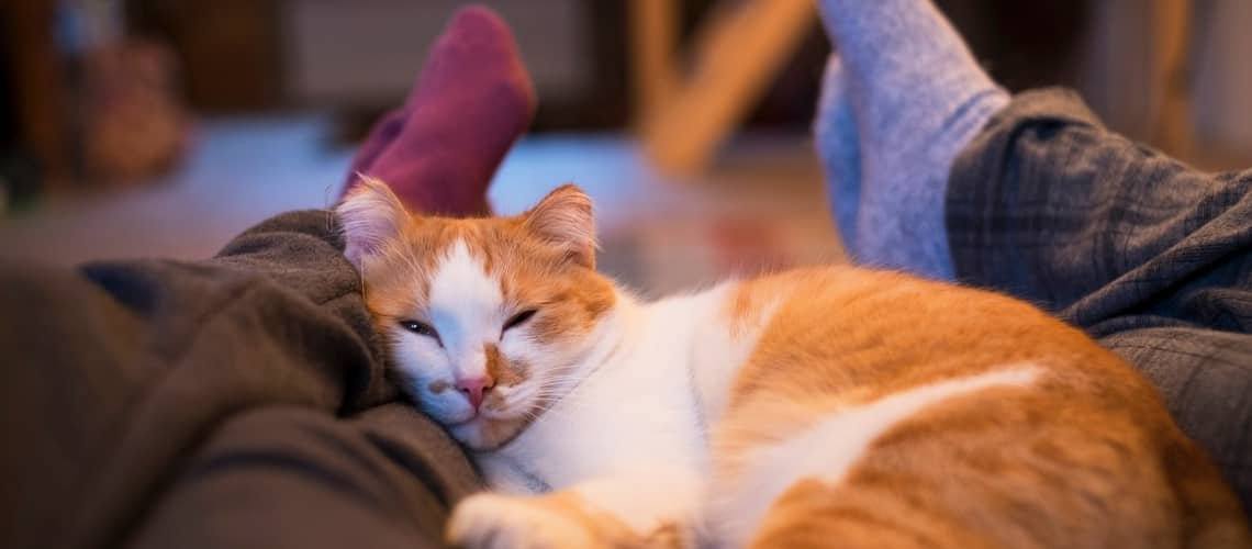 Proč spí kočka u nohou?