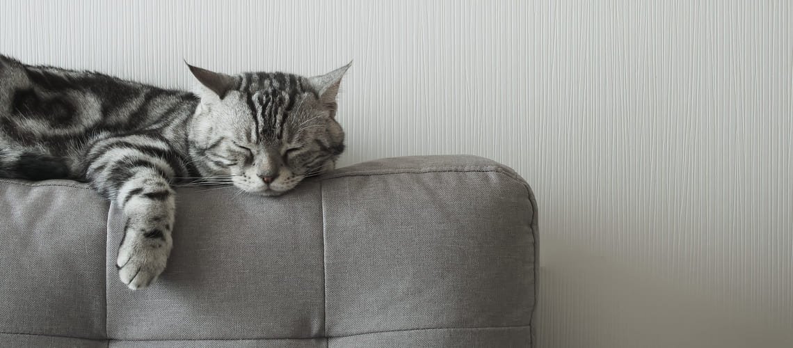 Kolik hodin denně kočka spí?