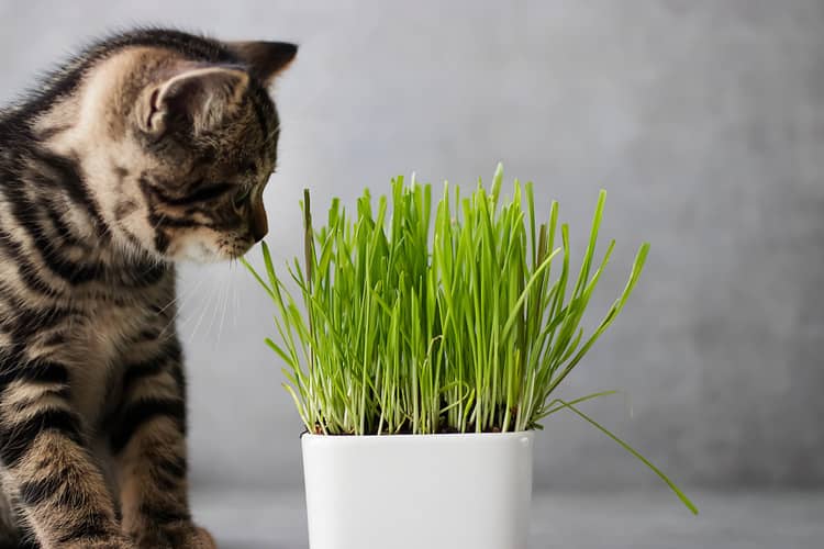 Co je to kočičí tráva