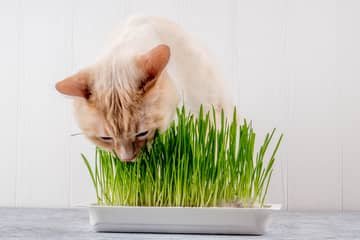 Kočičí tráva (šachor, tráva pro kočky) – pěstování Cyperus Zumuly