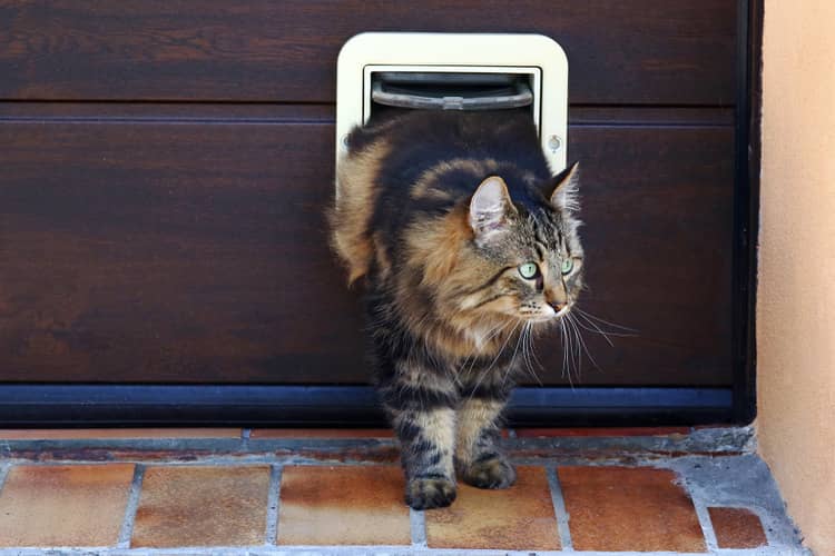 Plastové dveře pro kočky
