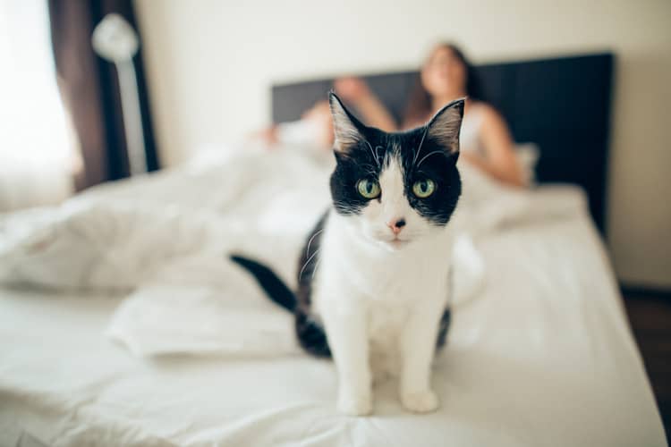 Kočka v bytě – výhody