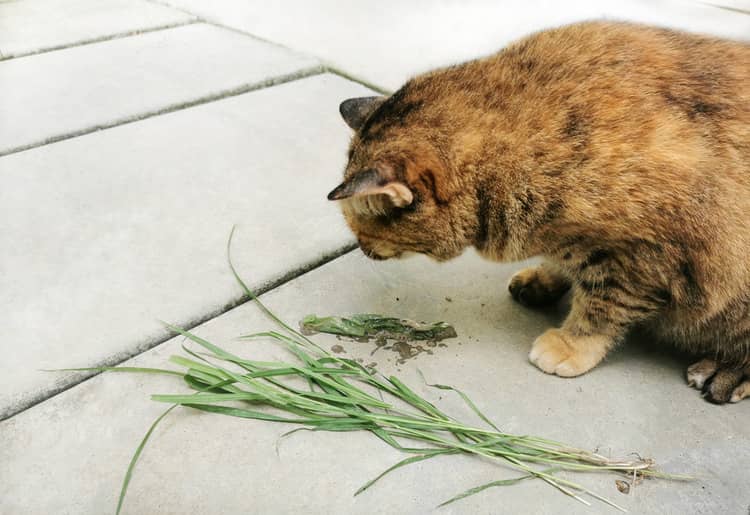 Zvracení trávy u kočky