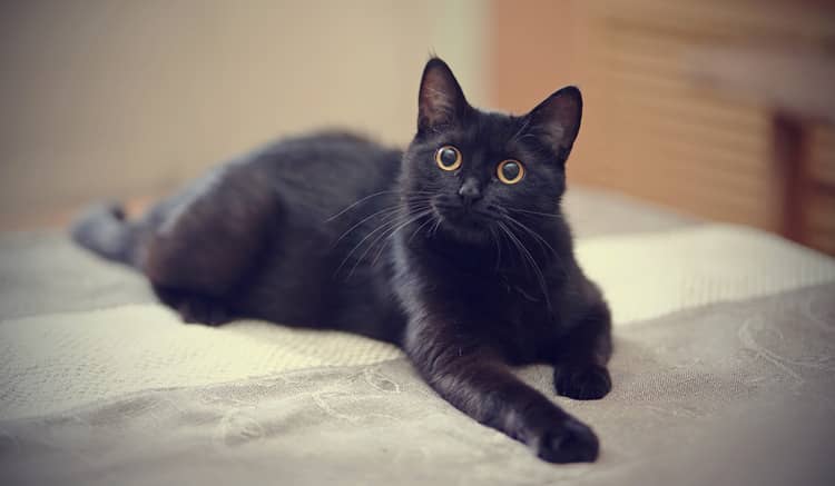 Jméno pro černou kočku