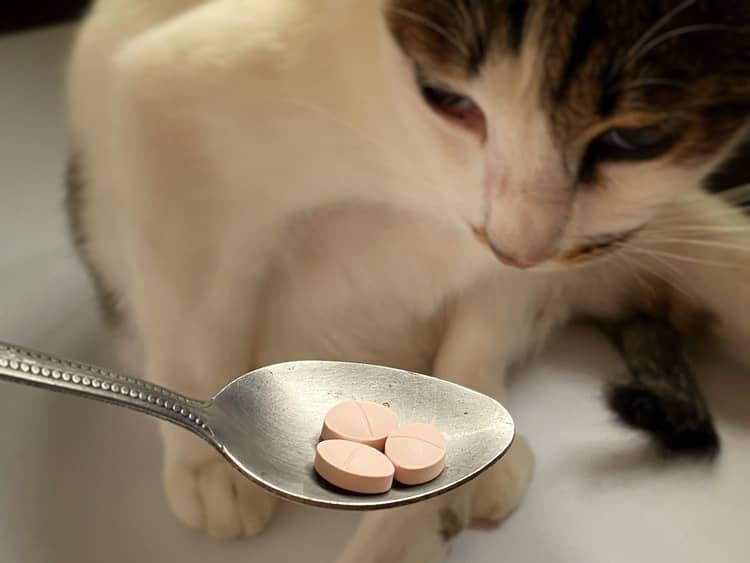 Tablety na odčervení pro kočku