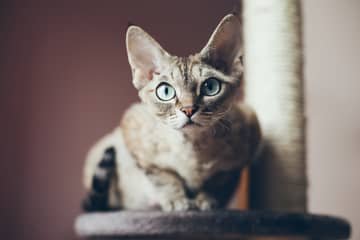 Devon Rex – povaha, vzhled, péče, zdraví