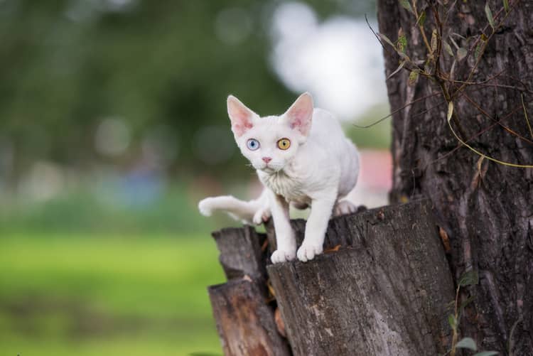 Devon rex vzhled