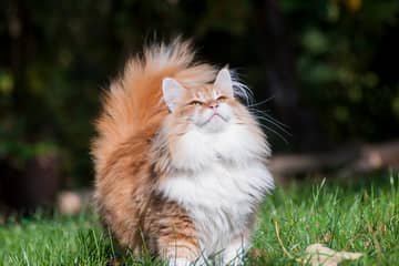 Norská lesní kočka – povaha, vzhled, péče, zdraví