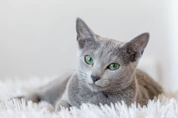 Ruská modrá kočka – povaha, vzhled, péče, zdraví