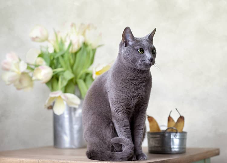 Ruská modrá kočka vzhled