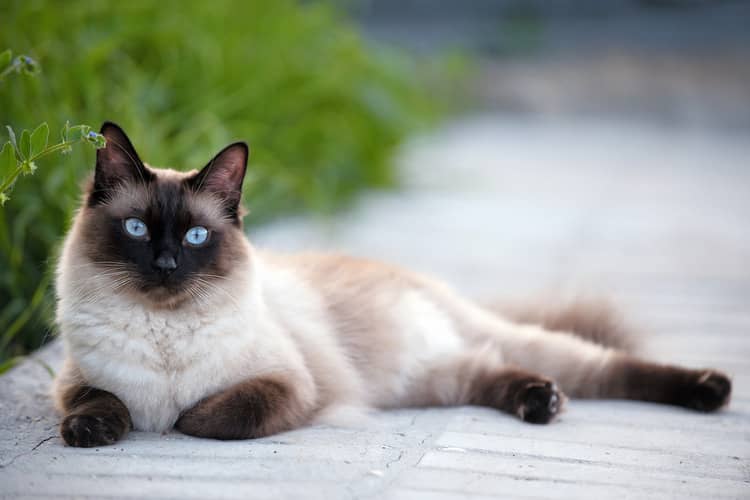 Siamská kočka vzhled