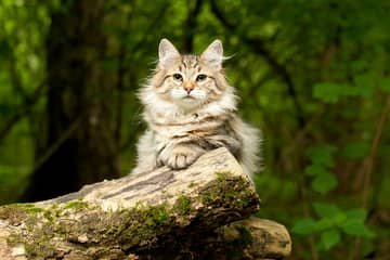 Sibiřská kočka – povaha, vzhled, péče, zdraví