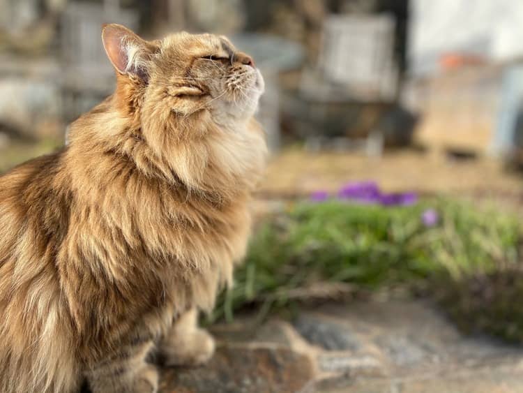 Sibiřská kočka vzhled