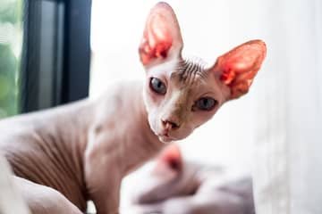 Sphynx – povaha, vzhled, péče, zdraví