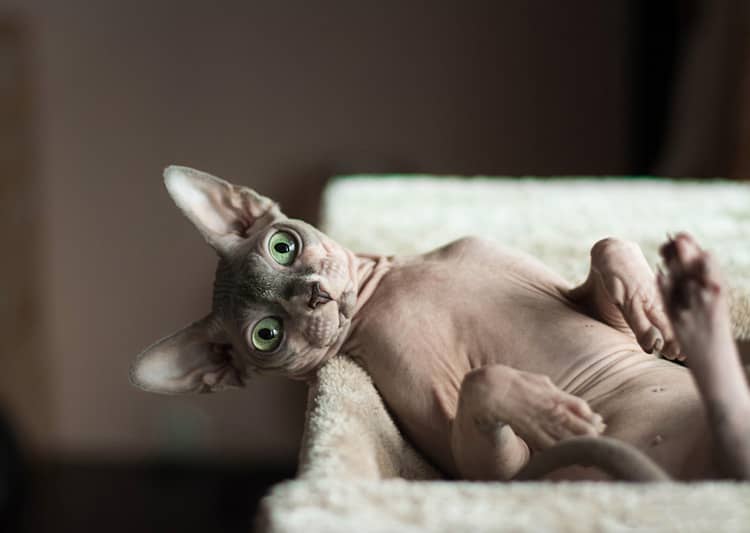 Sphynx povaha