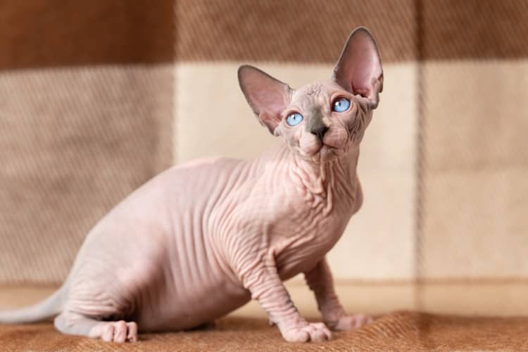 Sphynx vzhled