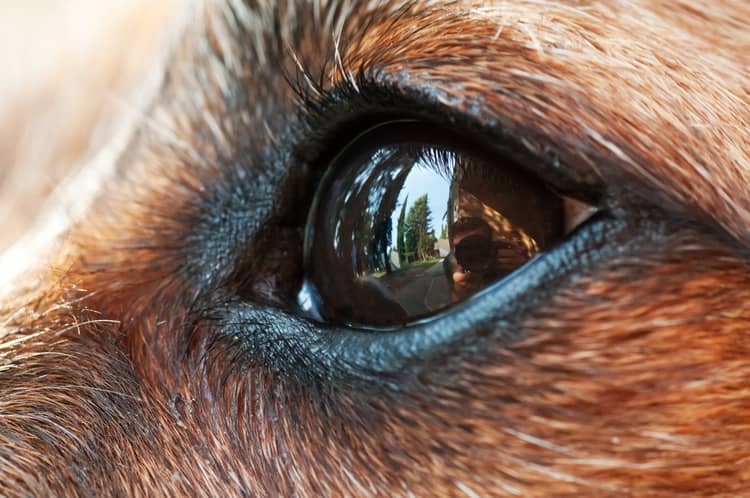 Struktura psího oka