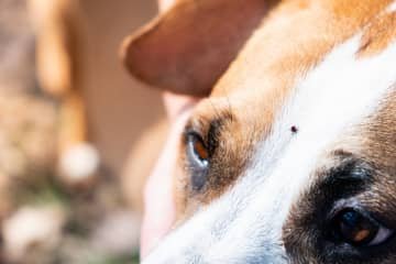 Babesióza u psů – příznaky, inkubační doba a léčba. Je možný přenos na člověka?