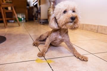 Pankreatitida u psa – příznaky, léčba a diagnostika. Zabírá na zánět slinivky břišní dieta?