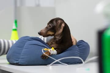 Parvoviróza – parvovirus u psa: inkubační doba, příznaky, následky, přenos na člověka. Jak dlouho trvá léčba?