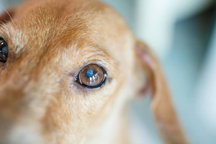Anatomie psího oka