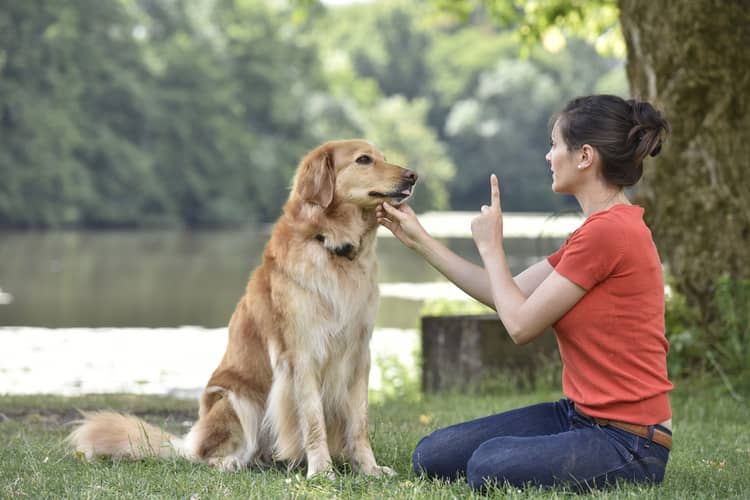 Léčba separační úzkosti u psa – výchova