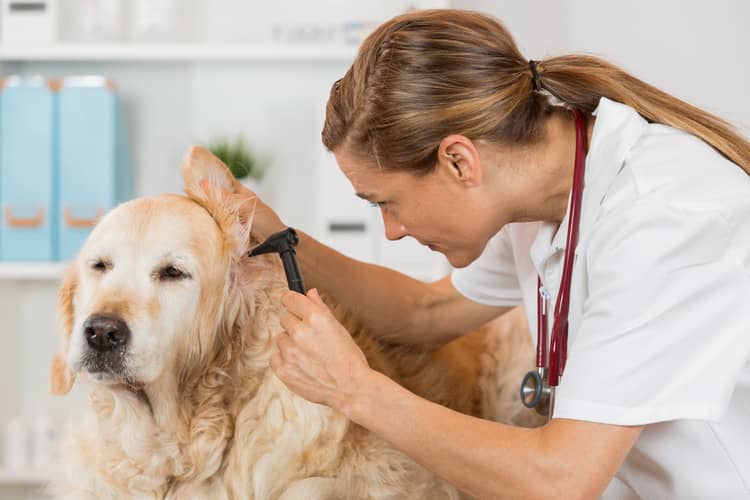 Zánět ucha u psa diagnostika