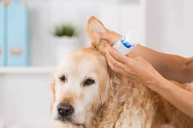 Zánět ucha u psa léčba