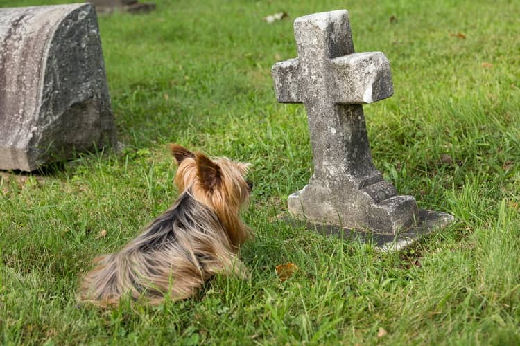Hřbitov pro psy