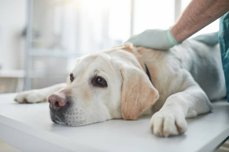 Diagnostika dysplazie – vyšetření psa