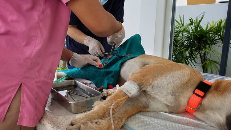 Kastrování psa u veterináře