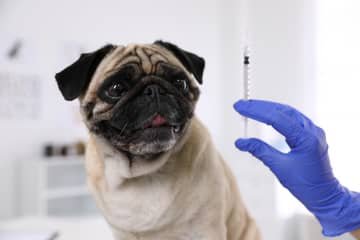 Očkování psa