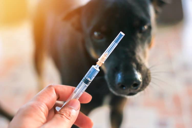 Očkování psa proti vzteklině